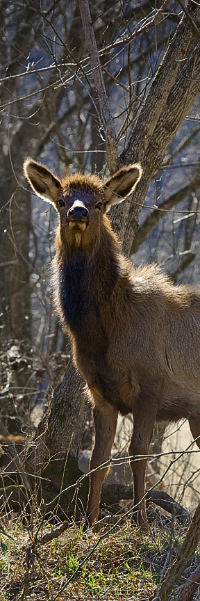 calf elk in boxley valley