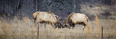 fighting bull elk, boxley valley