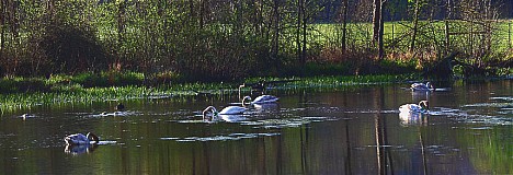 trumpeter swans on boxley mill pond