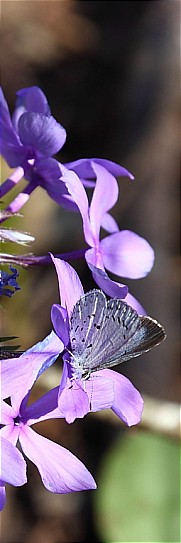 Butterfly on Phlox, Lost Valley Trail 