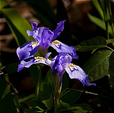 crested iris, lost valley trail 