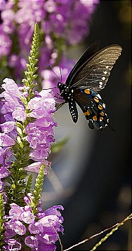 Swallowtail in Garden