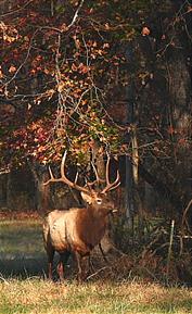 Monarch Bull Elk