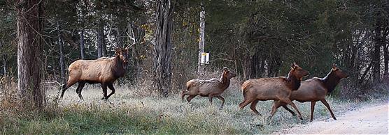 Elk Herd Crossing a Country Road